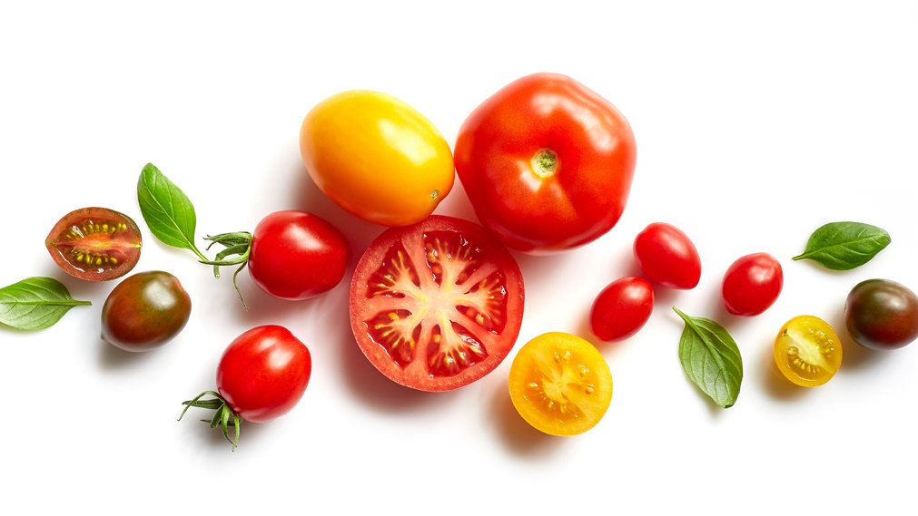 Tomates sur fond blanc