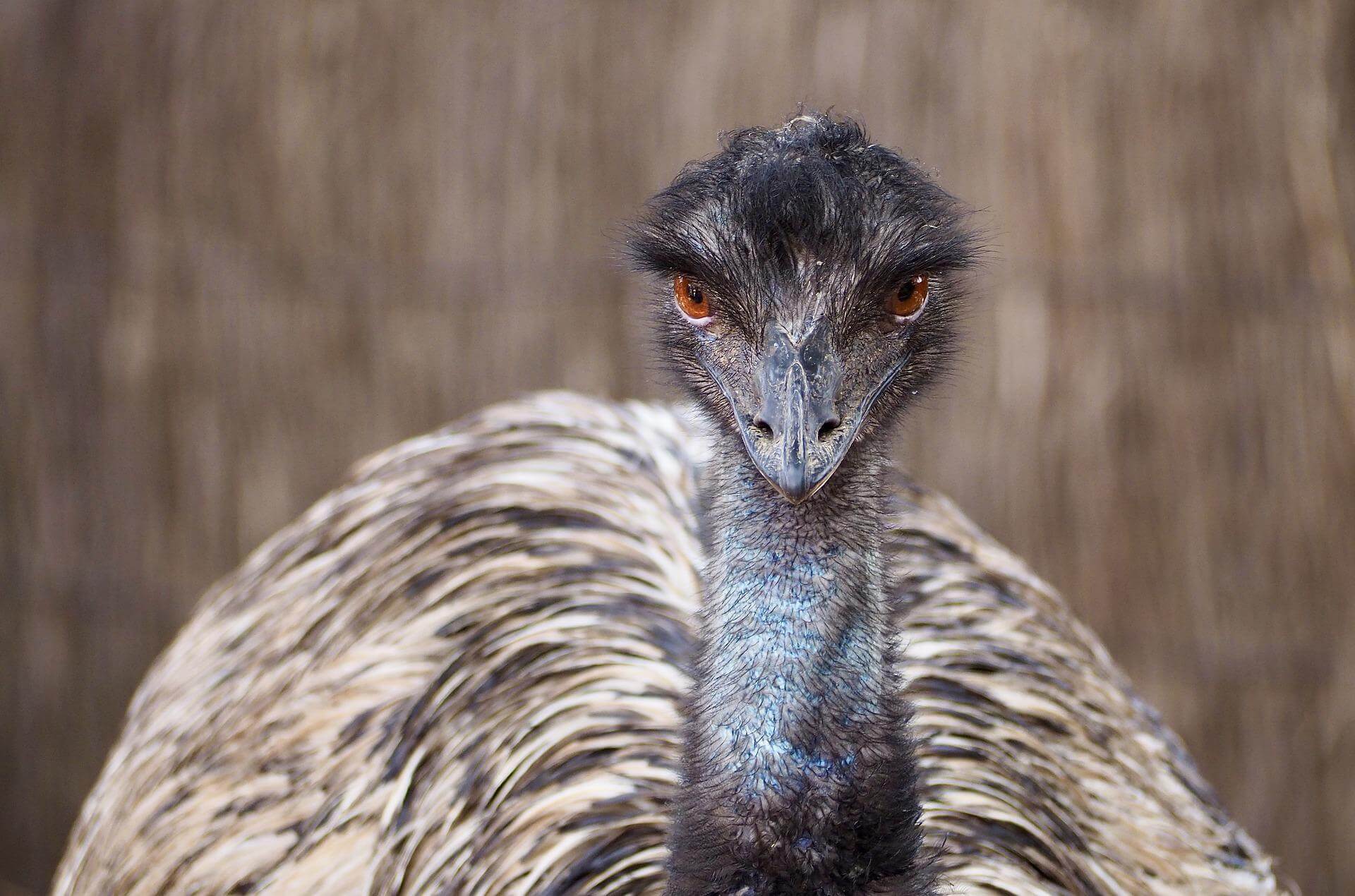 Emu looking at the camera